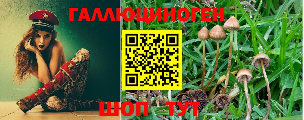 Псилоцибиновые грибы Psilocybine cubensis Киров